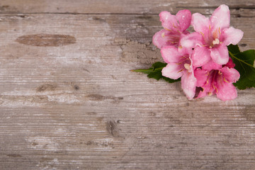 Fototapeta na wymiar Spring flower on rustic, vintage wooden background
