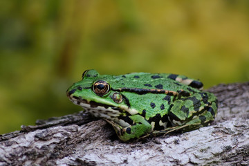 Teichfrosch auf einem Stück Holz sitzend