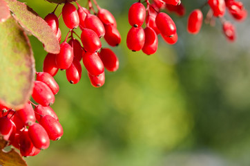 Red barberry berries on the tree