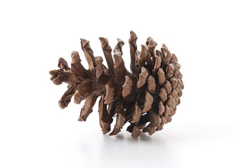 pine cones on white background