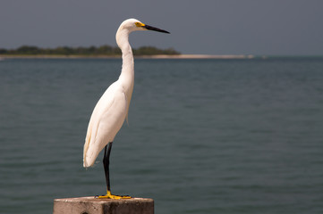 Schmuckreiher Reiher Vogel weiß gelb