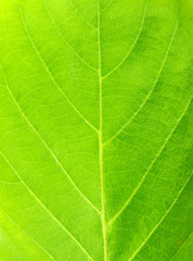 Fototapeta na wymiar New Green leaf texture