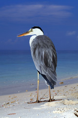 Grey heron (Ardea cinerea) on the coast of the indian ocean