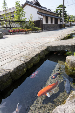 島原の水路と錦鯉