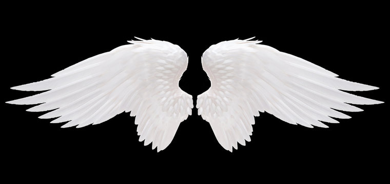 white angel wing isolated