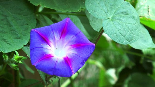 Flower blue bindweed on the background of green leaves