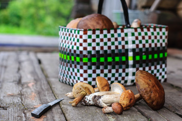 Picked edible forest mushrooms