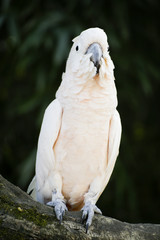 Cacatua
