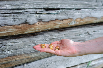 Edible forest mushrooms in man hand