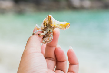 Hermit crab at a beautiful island in Thailand