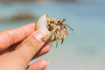 Hermit crab at a beautiful island in Thailand