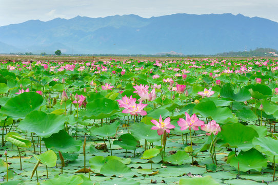 Fototapeta Vietnam flower, lotus flower, lotus pond