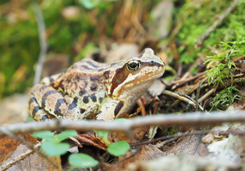 frog in forest