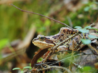 frog in forest