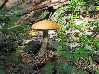 mushroom