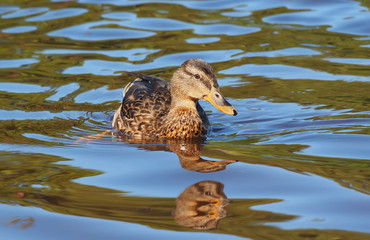 duck on the lake