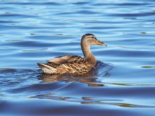 duck on the lake
