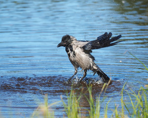 crow couple