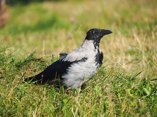 Crow in the grass