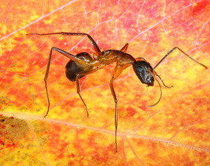 Ant on the color leaf natural background