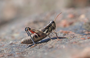 grasshopper