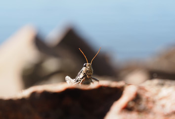 grasshopper