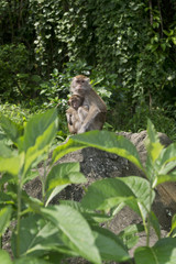 Macaques Monkey Holding its Baby