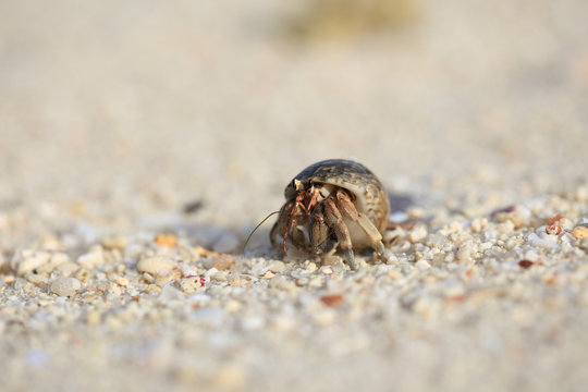 Hermit crab on sand beach, Phuket, Thailand