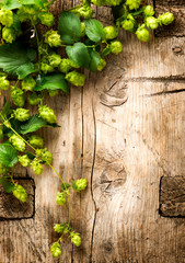 Fototapety  Hop twig over old wooden table background. Vintage style. Beer production. Brewing