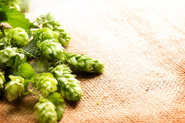 Fresh hop with leaves and cones close up on burlap background. Brewing concept