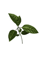 Passionfruit young tree isolated