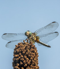  green darner