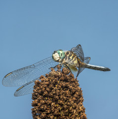  green darner