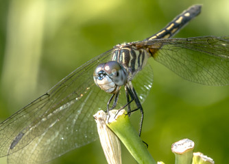  green darner