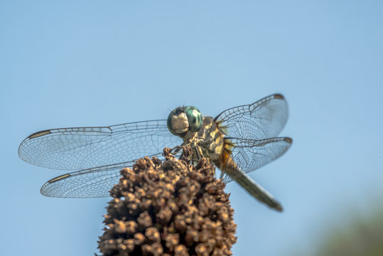  green darner