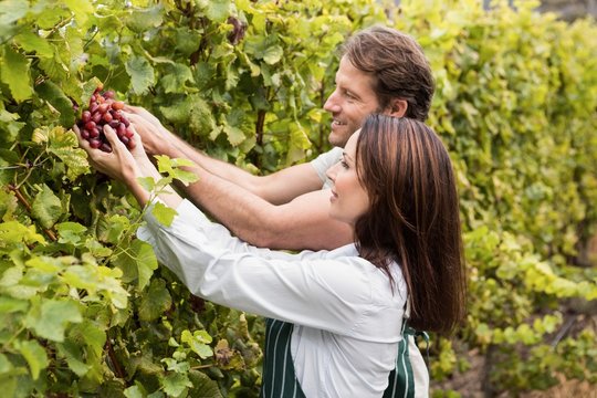 Smiling winegrower couple picking red grape
