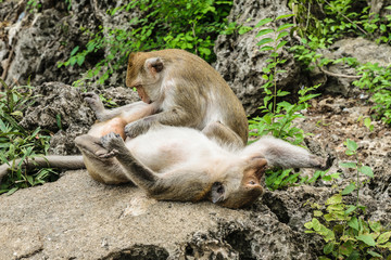 The two monkeys together