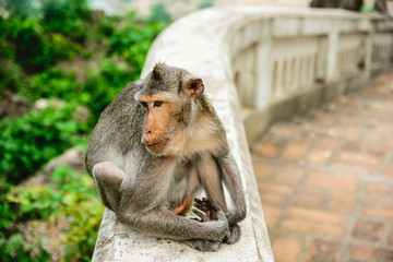 Monkey sitting alone