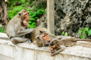 The three monkeys