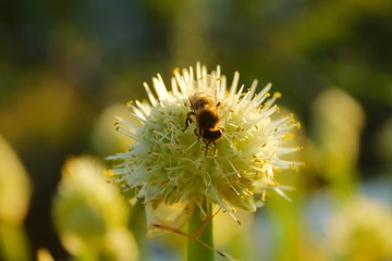 Flower at relax morning time