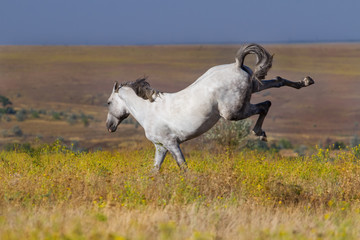 Fototapeta na wymiar White horse in motion