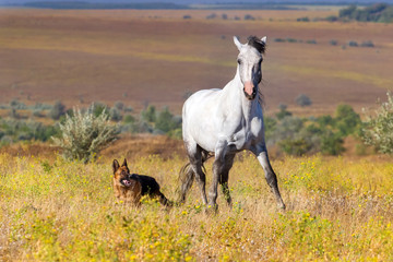 White horse with dog