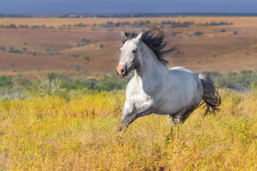 Obraz na płótnie Canvas White horse run gallop
