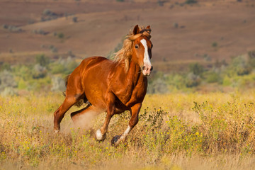 Red horse run gallop in the meadow