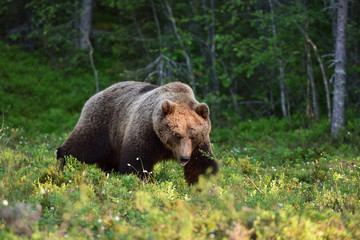 bear walking in the forest in the summer evening