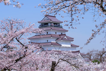Obraz premium Cherry blossoms at the Tsuruga Castle in Aizuwakamatsu, Fukushima, Japan