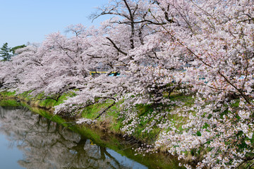 Obraz na płótnie Canvas Cherry blossoms at the Tsuruga Castle Park in Aizuwakamatsu, Fukushima, Japan