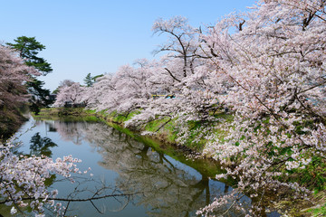 Cherry blossoms at the Tsuruga Castle Park in Aizuwakamatsu, Fukushima, Japan