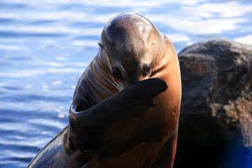Seal out of the water