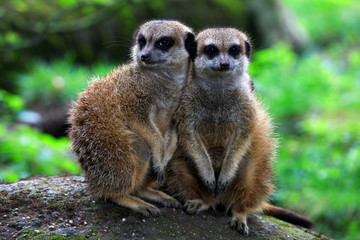 Meerkat also known as Suricate in nature